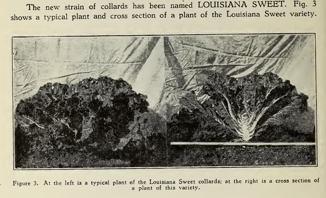 Louisiana sweet cross section.